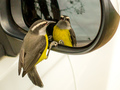 Ptaki chętnie zbliżają się do lustra, ale przypuszcza się, że większość z nich nie wie, że w lustrze ogląda swoje odbicie. Fot. Rodolfo Vargas, źródło: https://www.flickr.com
